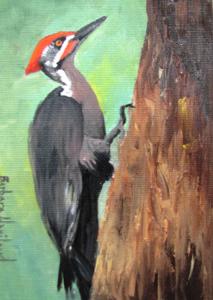 The Plleted Woodpecker  